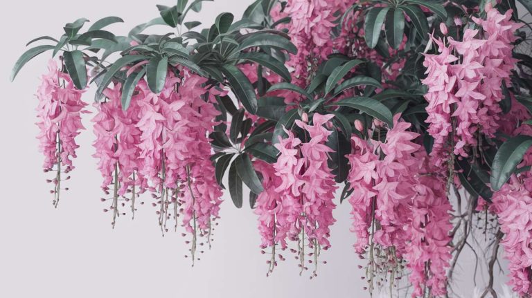 Comment faire refleurir une medinilla : astuces simples et efficaces