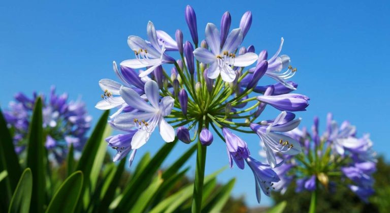 Le geste simple qui garantit que vos agapantes refleuriront de manière spectaculaire l'été prochain