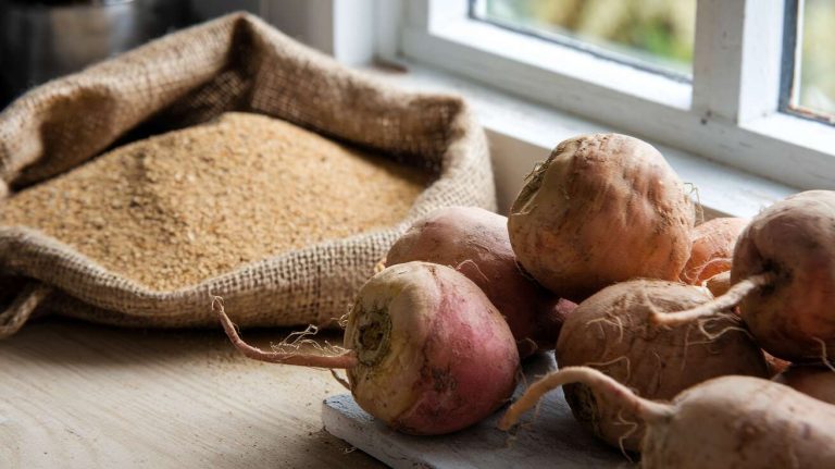 Cette technique gratuite avec du sable garde vos rutabagas frais jusqu’en mars