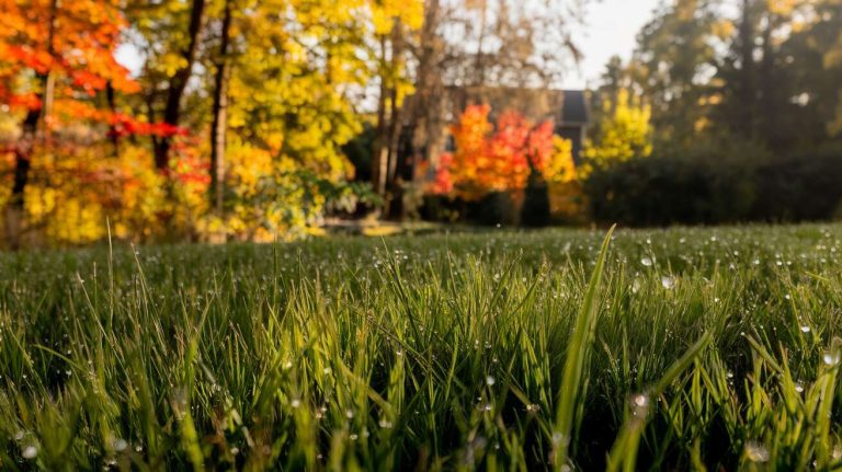 Mon gazon est plus dense que jamais depuis que je fais ce simple geste chaque automne