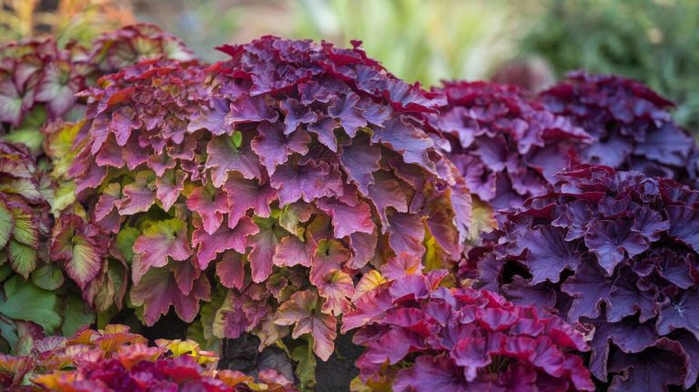 Cette plante vivace change de couleur avec le froid, passant d&rsquo;un vert profond à un pourpre intense en quelques semaines
