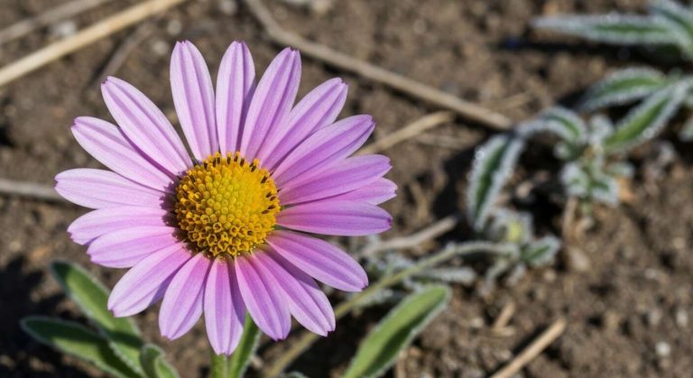 Cette fleur revient chaque année plus forte et se moque totalement de la sécheresse comme du gel