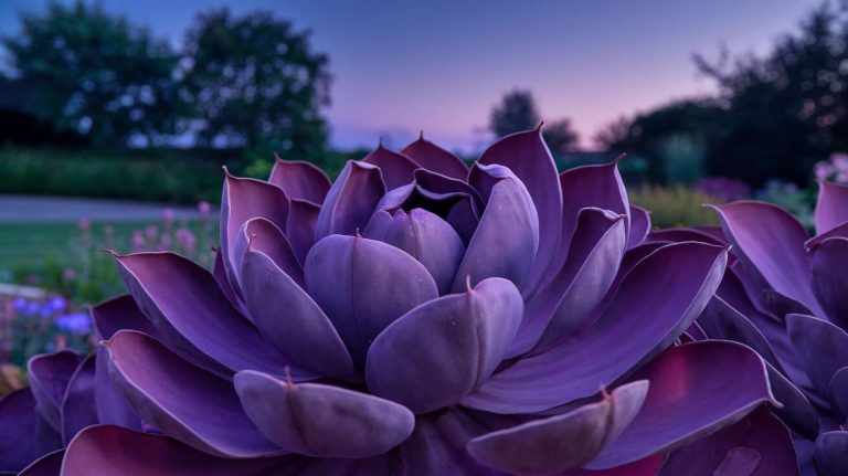La plante dont les feuilles se referment sur elles-mêmes la nuit, un spectacle fascinant à observer au jardin
