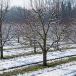 Le dernier traitement bio et gratuit qui protège vos arbres fruitiers des parasites et maladies pendant l'hiver