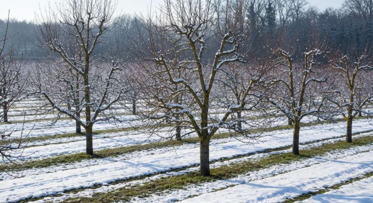 Le dernier traitement bio et gratuit qui protège vos arbres fruitiers des parasites et maladies pendant l'hiver
