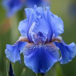 Cette plante bulbeuse méconnue produit un parfum sucré qui envahit le jardin en février