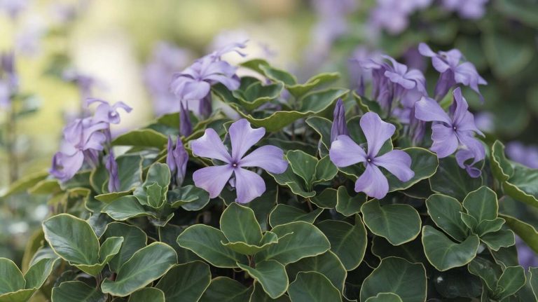 Cette vivace couvre-sol colonise rapidement les bordures et évite le désherbage jusqu’au printemps