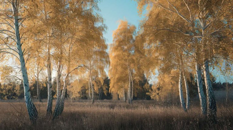 Cet arbre à l&rsquo;écorce décorative et colorée est un véritable bijou dans un jardin en hiver