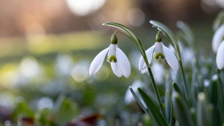 Cette plante bulbeuse qui fleurit en janvier comme un feu d’artifice malgré le froid glacial