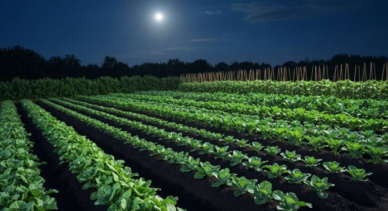 Calendrier lunaire jardinage : optimisez vos cultures