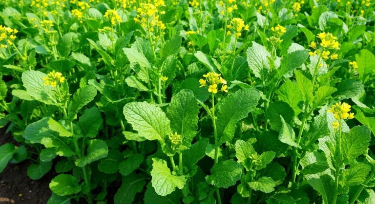 Moutarde : saveur Piquante et Facile à Cultiver