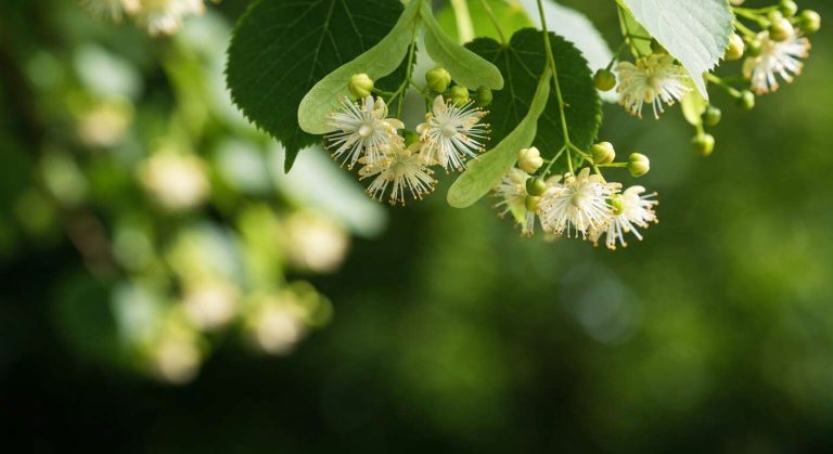 Tilleul : bienfaits et Utilisations en Tisanes