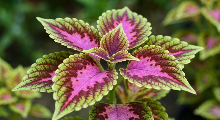 Coleus : plante tropicale aux feuilles panachées